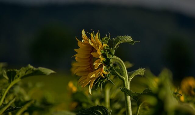 nature, sunflower, natural, flower, plant, green, flower wallpaper, yellow, summer, countryside, solitary, dark background, beautiful flowers, detail, agriculture, rural area, foreground, flower background, macro photography, artistic, tranquil atmosphere, identity, growth