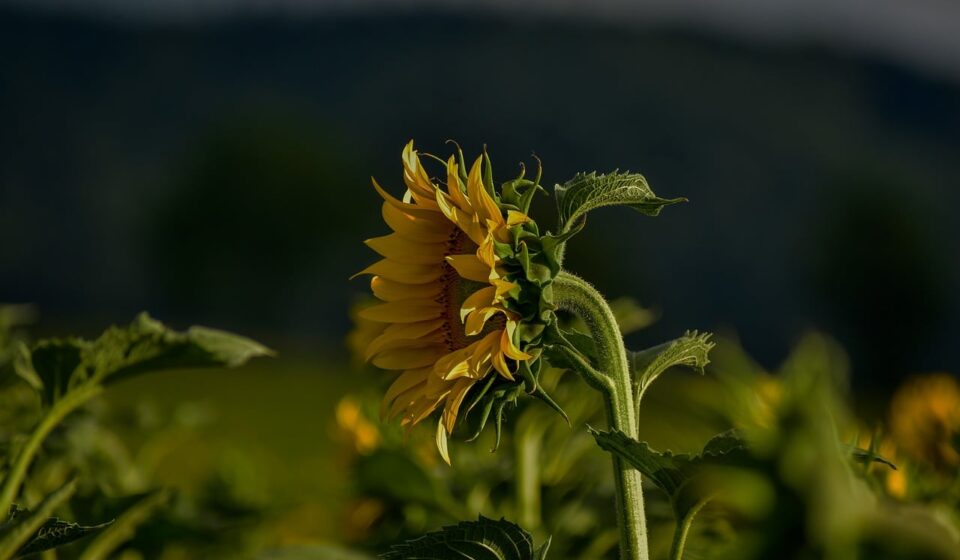 nature, sunflower, natural, flower, plant, green, flower wallpaper, yellow, summer, countryside, solitary, dark background, beautiful flowers, detail, agriculture, rural area, foreground, flower background, macro photography, artistic, tranquil atmosphere, identity, growth