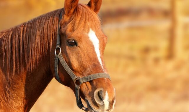 horse, brown, nature, head, brown horse, bridle, equine, farm animal, stallion, animal portrait, horse head, animal, mammal