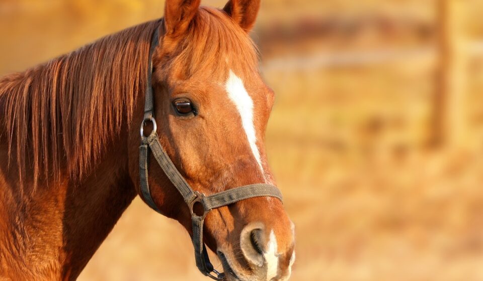 horse, brown, nature, head, brown horse, bridle, equine, farm animal, stallion, animal portrait, horse head, animal, mammal