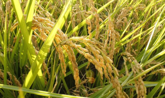 rice, ppt background, squad collection, rice, rice, rice, rice, rice