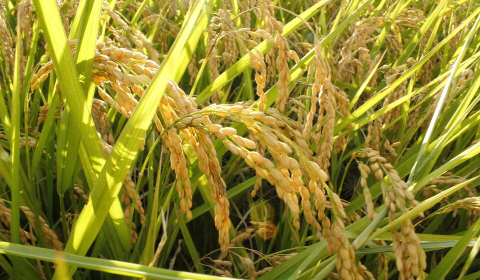 rice, ppt background, squad collection, rice, rice, rice, rice, rice