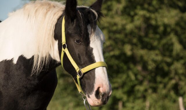 horse, animal, check, tinker, halter, nature, horse, tinker, tinker, tinker, tinker, tinker, halter, halter, halter, halter, halter