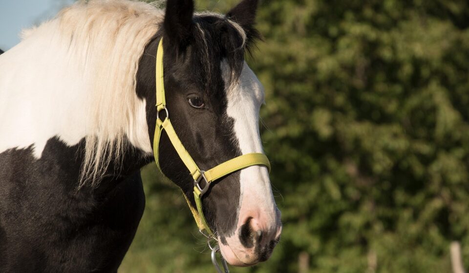 horse, animal, check, tinker, halter, nature, horse, tinker, tinker, tinker, tinker, tinker, halter, halter, halter, halter, halter