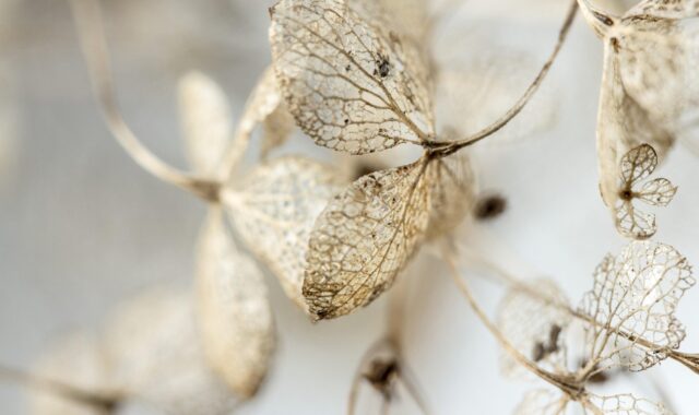 leaves, dry, hydrangea, withered, garden, dead, fall, hd wallpaper, winter, ornamental plant, close up, macro, grief, funeral, died, to die, nature, wilted, faded, background image, desktop wallpaper