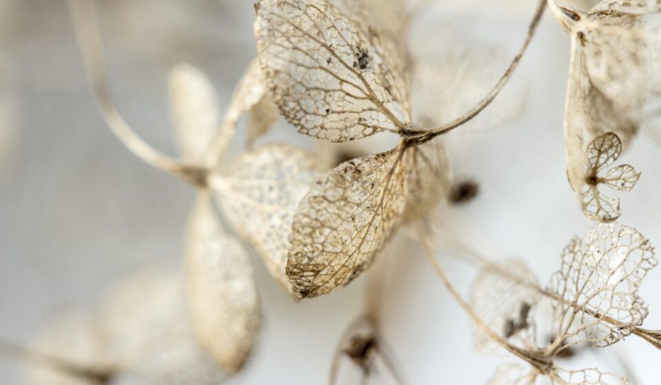 leaves, dry, hydrangea, withered, garden, dead, fall, hd wallpaper, winter, ornamental plant, close up, macro, grief, funeral, died, to die, nature, wilted, faded, background image, desktop wallpaper