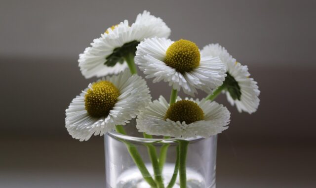 bellies, daisy, glass, nature, pick, blossoms, white, daisies, spring, blossomed