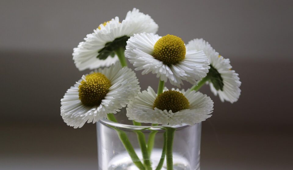 bellies, daisy, glass, nature, pick, blossoms, white, daisies, spring, blossomed