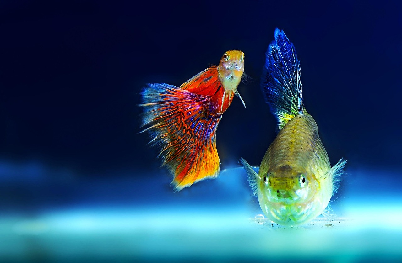 ornamental fish, aquarium, nature, fish, ppt background