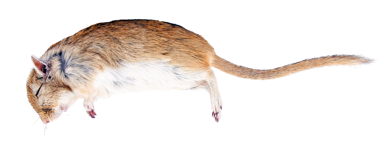 rat, creature, nature, to die, mammal