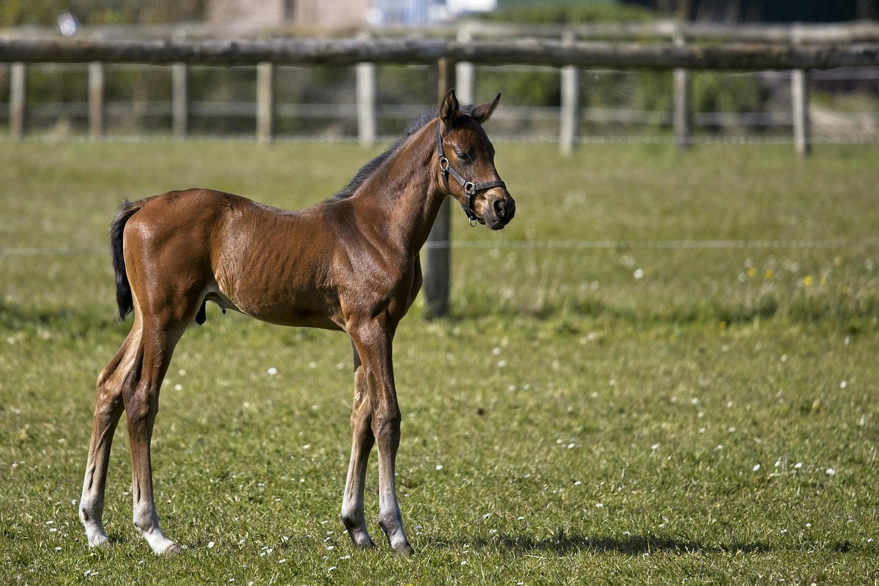 foal, filly, horse, horse head, nature, halter, paardenharen, brown