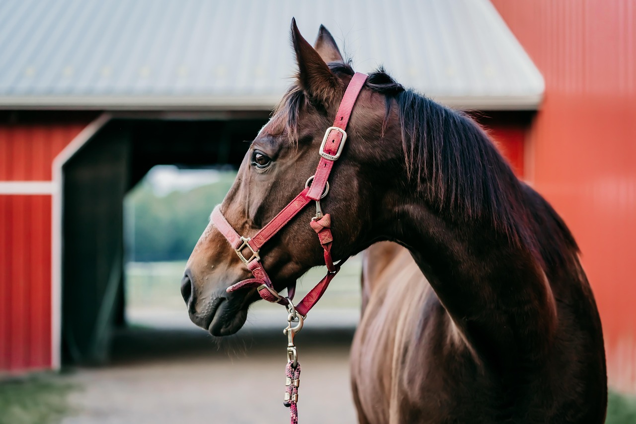 horse, animal, equine, mammal, equestrian, animal world, farm, barn, nature, horse, horse, horse, horse, horse
