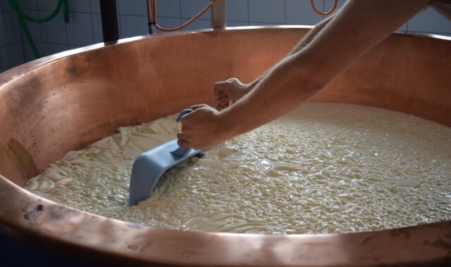 cheese, manufacturing, milk