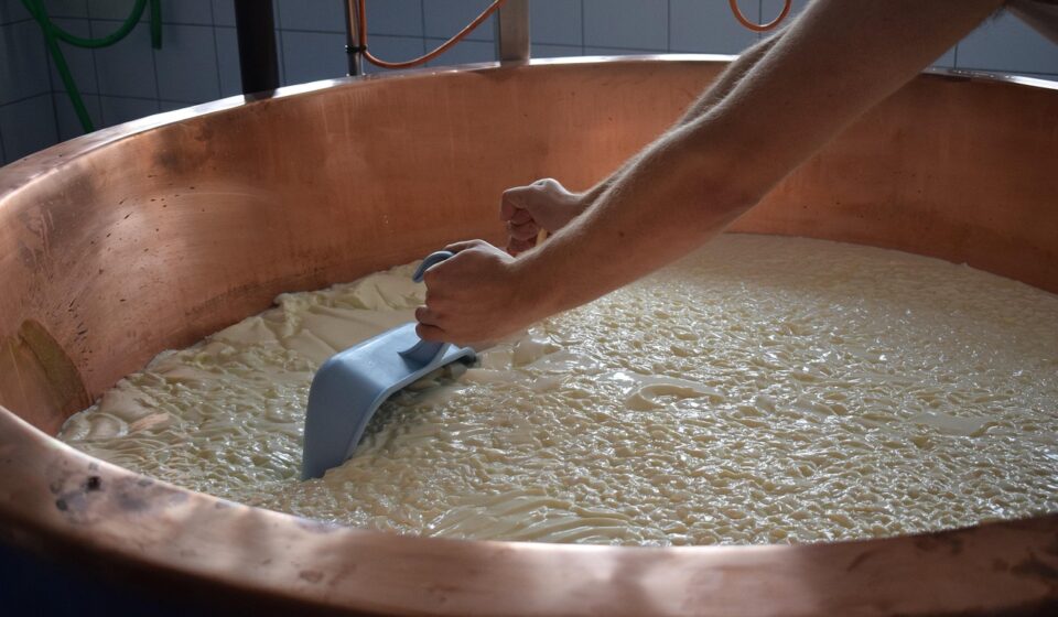 cheese, manufacturing, milk