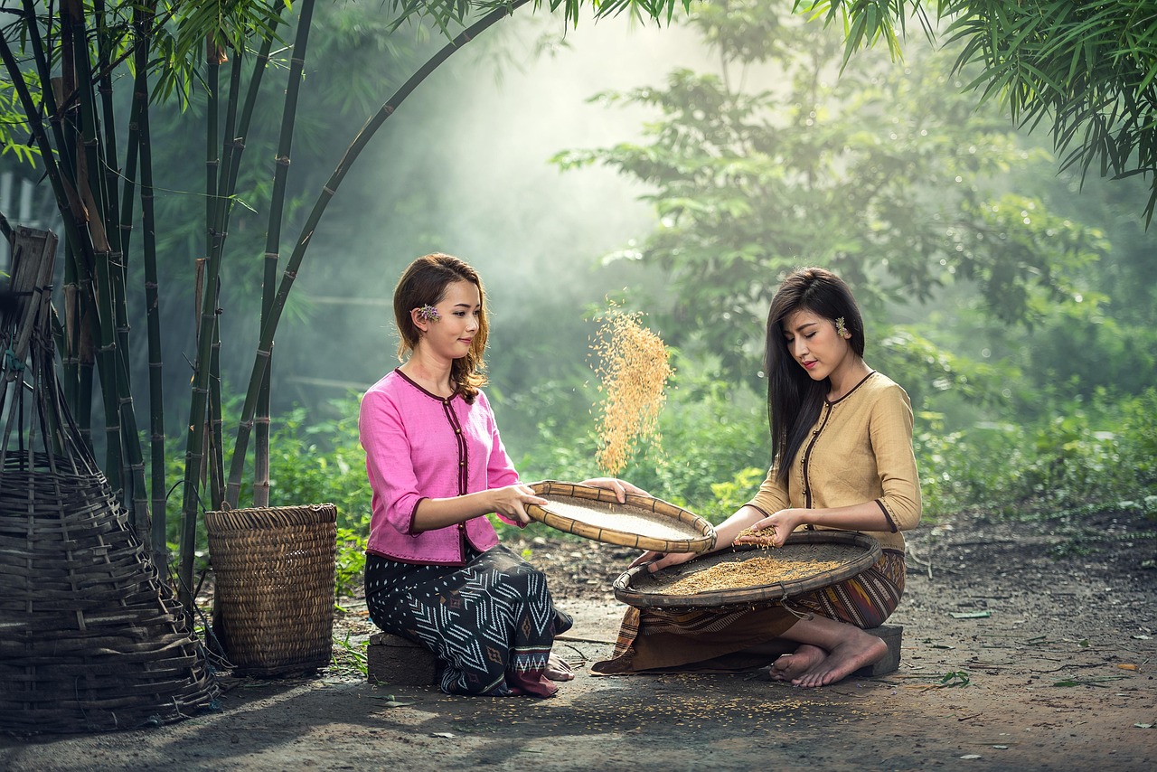 rice, women, sitting, harvest, sow, sieve, adult, asia, labor, work, beauty, people, clean, countryside, dry, food, girl, laos, lifestyle, myanmar, burma, native, portrait, thailand, traditional, vietnamese, rice, rice, women, women, women, women, women, work, people, food, thailand
