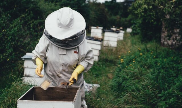 apiary, bee, bee farm, beehive, beeswax, garden, harvest, honey, honeycomb, lid, outdoors, people, protective gear, summer, nature, vegetation, bee keeper, world bee day