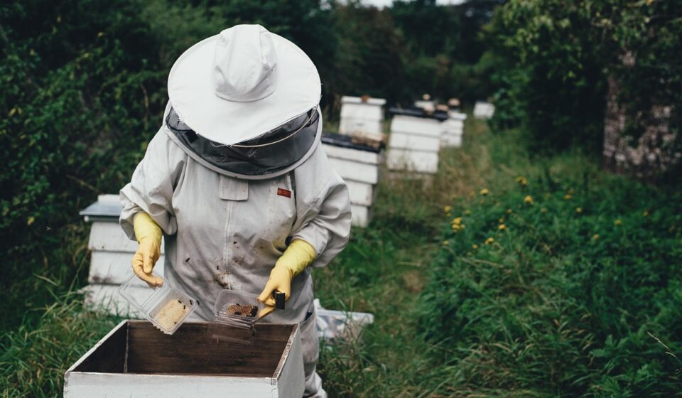 apiary, bee, bee farm, beehive, beeswax, garden, harvest, honey, honeycomb, lid, outdoors, people, protective gear, summer, nature, vegetation, bee keeper, world bee day