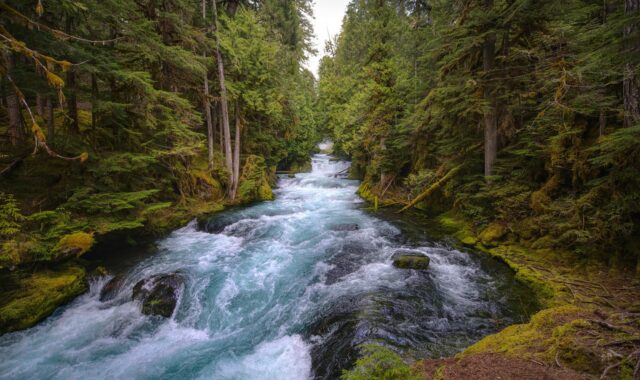 mckenzie river, central oregon, forest, lush, river, sahalie falls, nature, outdoors, travel, park, oregon, flowing, hiking, explore, wilderness, rugged, moss, green, kayaking, rapids, rushing, scenery, beauty, waterfalls, river, river, river, river, river