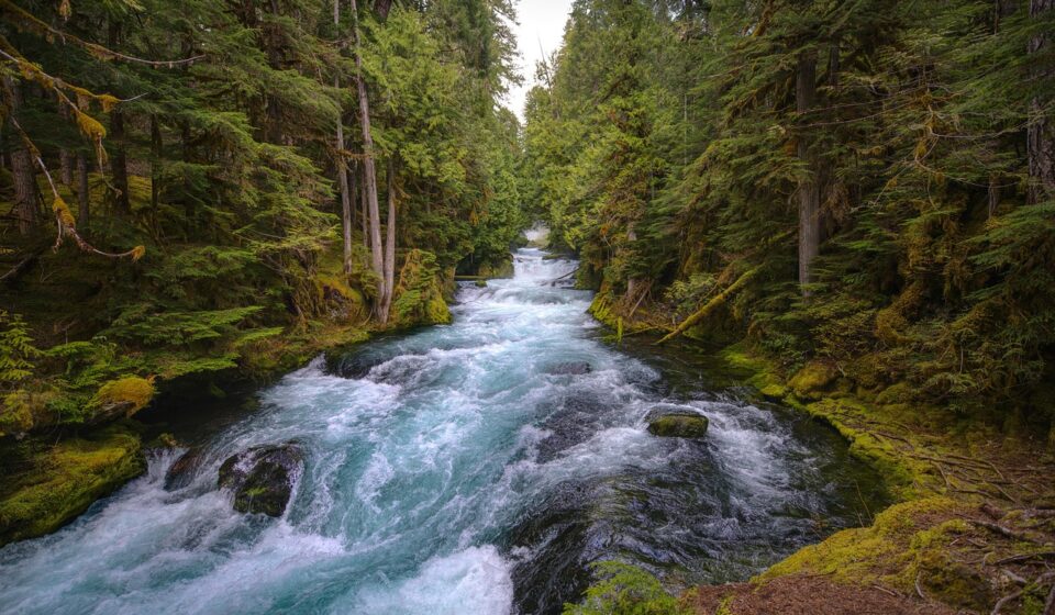mckenzie river, central oregon, forest, lush, river, sahalie falls, nature, outdoors, travel, park, oregon, flowing, hiking, explore, wilderness, rugged, moss, green, kayaking, rapids, rushing, scenery, beauty, waterfalls, river, river, river, river, river