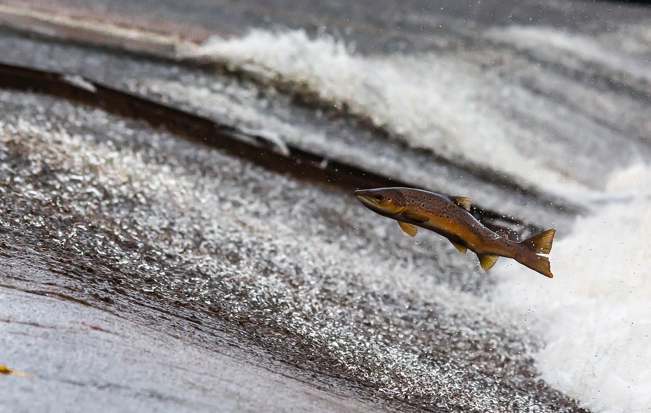 salmon, fish, jump, upstream, jumping fish, jumping, flying fish, nature, water, freshwater fish